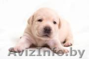Продаются щенки лабрадора ретривера - Изображение #1, Объявление #3066