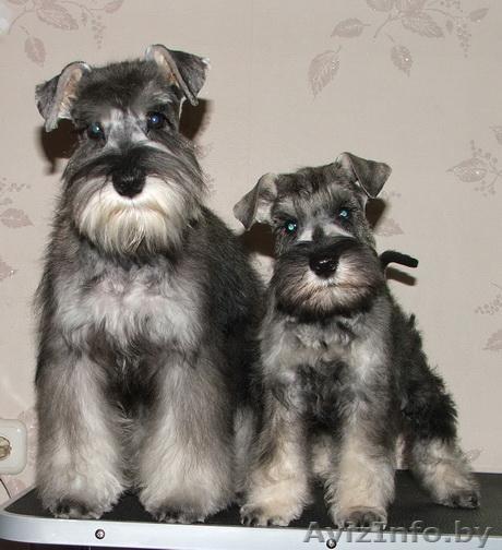 Продам щенков цвергшнауцера - Изображение #1, Объявление #11253