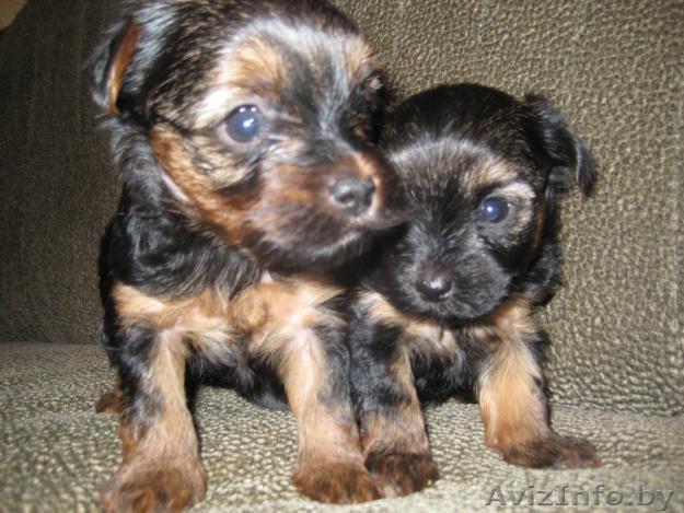Продам щенков йоркширского терьера  - Изображение #1, Объявление #11243