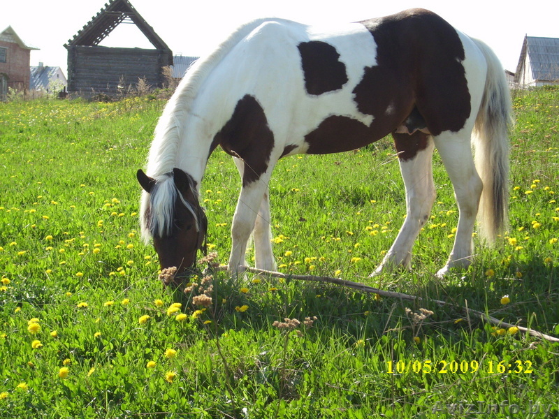 конные прогулки - Изображение #1, Объявление #11794