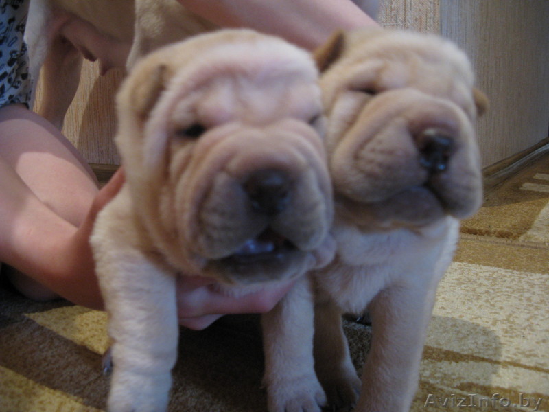 Продам щенков шар-пея (девовочки) - Изображение #1, Объявление #30989