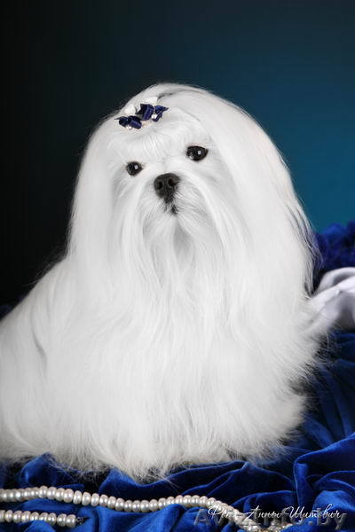 Мальтийская болонка - Изображение #1, Объявление #43492