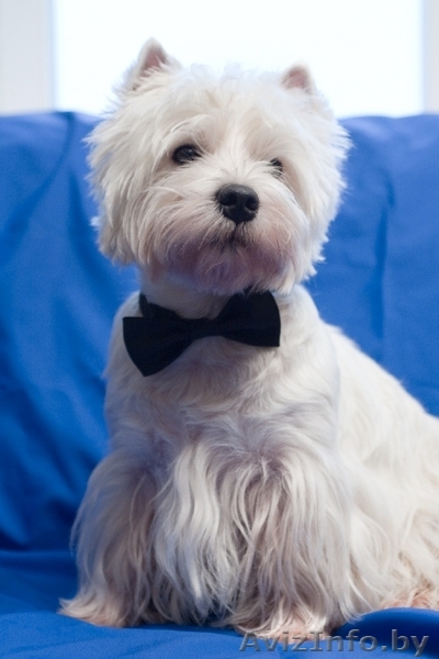 т хайленд уайт терьера щенки - Изображение #1, Объявление #43732