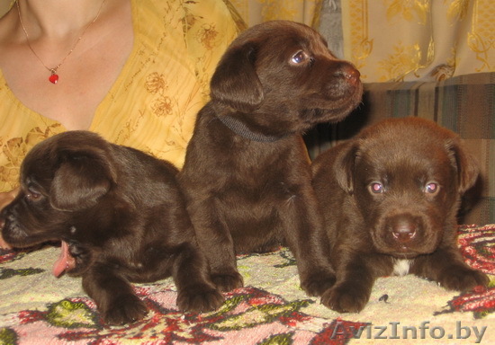 шоколадные щенки лабрадора - Изображение #1, Объявление #60177