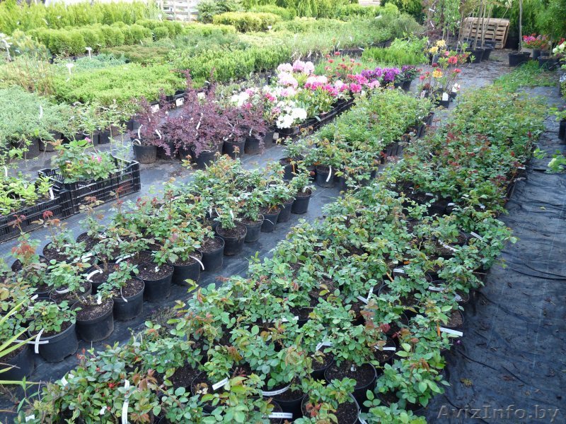 Хвойные и лиственные растения в контейнерах. - Изображение #1, Объявление #86286