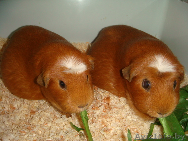 ищем друга морскому свину - Изображение #1, Объявление #97501