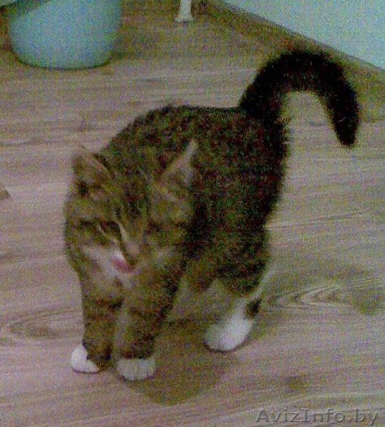 Дарю котенка тигрового окраса - Изображение #1, Объявление #113938