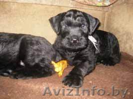 Ризеншнауцера щенки - Изображение #1, Объявление #120870