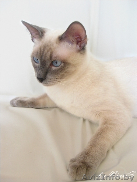 Тайский кот приглашает на вязку! - Изображение #1, Объявление #125828