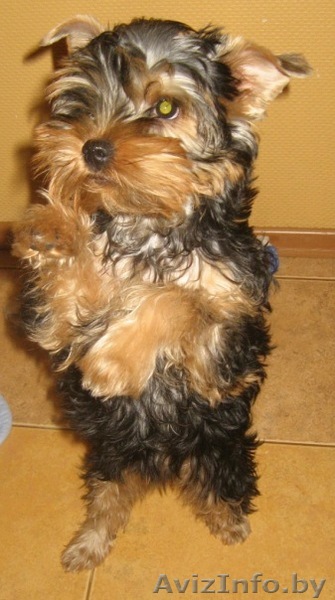 продам йоркширского терьера - Изображение #1, Объявление #138060