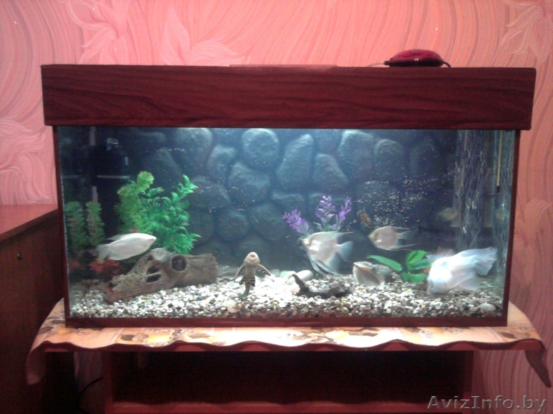 продам аквариум - Изображение #1, Объявление #199890