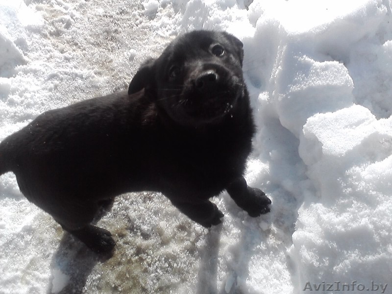 Непоседы, будущая защита .  - Изображение #1, Объявление #202066