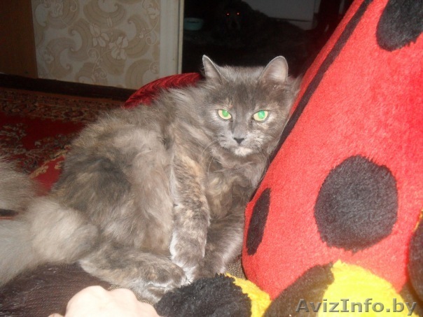 дарю в хорошие надёжные руки умную,ласковую и пушистую кошечку(2 года). - Изображение #1, Объявление #203886