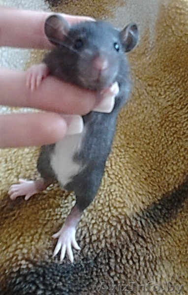 Продаю крысят !!! - Изображение #1, Объявление #235714