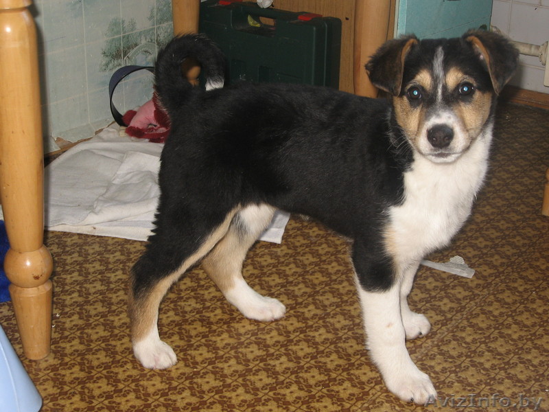 Зена - музыкальный щенок! Ищет хозяина! - Изображение #1, Объявление #233615