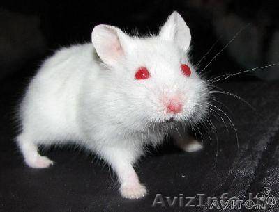 хомяк джунгарик(альбинос) - Изображение #1, Объявление #277138