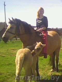 песочный окрас белая грива - Изображение #1, Объявление #269900