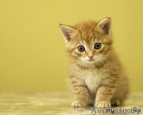 Котята пушистые в дар 8 (212) 24-99-75, 8 (029) 517-38-21 - Изображение #1, Объявление #335510