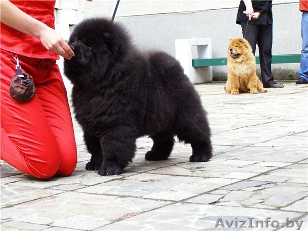 Хендлинг в г.Витебске - Изображение #1, Объявление #309731