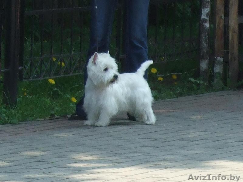 вест хайленд вайт терьеры - Изображение #1, Объявление #303938