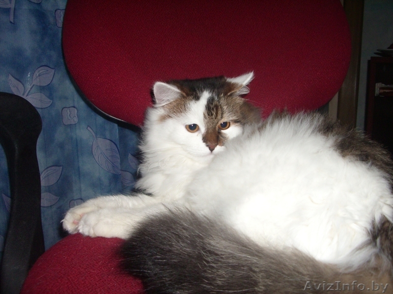 пушистую кошечку в дар - Изображение #1, Объявление #318373