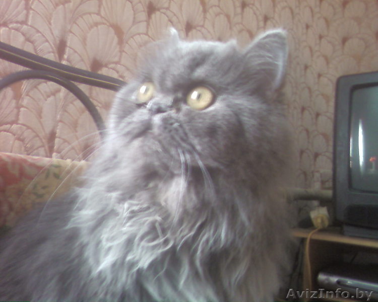 Персидские котятя - Изображение #1, Объявление #334480