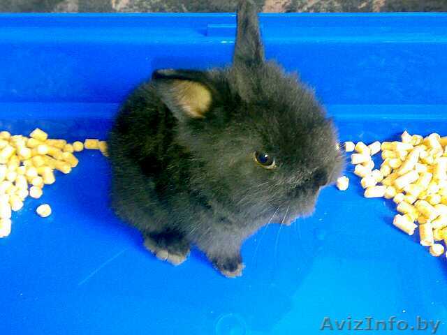 Продам декоративного кролика - Изображение #1, Объявление #347843