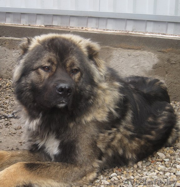 Кавказскую овчарку - отличный сторож! - Изображение #1, Объявление #348954