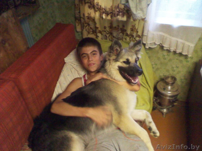 Дарю собаку в Витебске - Изображение #1, Объявление #378796
