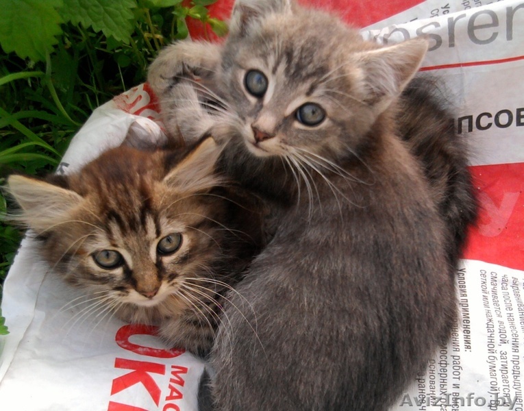 Дарю котят в хорошие руки - Изображение #1, Объявление #398146