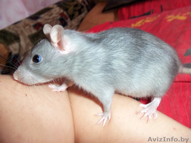 Голубые крыски!!!!!!!! - Изображение #1, Объявление #546807