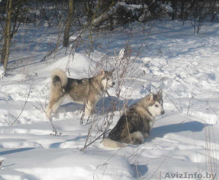 Маламутики-девочки - Изображение #1, Объявление #543799