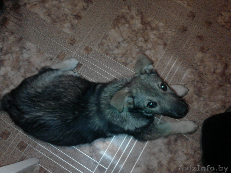  отдам в дар щенка  неизвестной породы  - Изображение #1, Объявление #543352