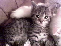 красивые,игривые и оченьмилые котята  - Изображение #1, Объявление #568592