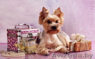 Стрижка собак мелких и средних пород, кошек,декоративных кроликов! - Изображение #1, Объявление #661054