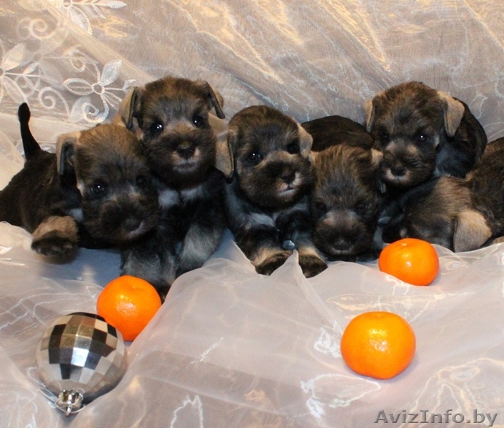 Цвергшнауцера замечательные щенки - Изображение #1, Объявление #505176