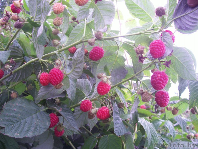 Саженцы малины (более 10 сортов), ежевики, шиповника. все по 10тыс - Изображение #1, Объявление #772561