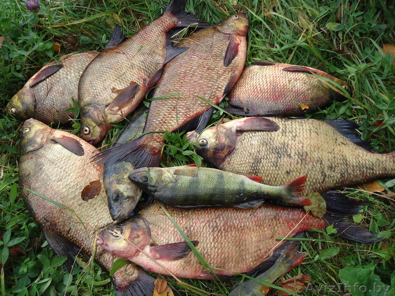 продам свежую рыбу - Изображение #1, Объявление #751953