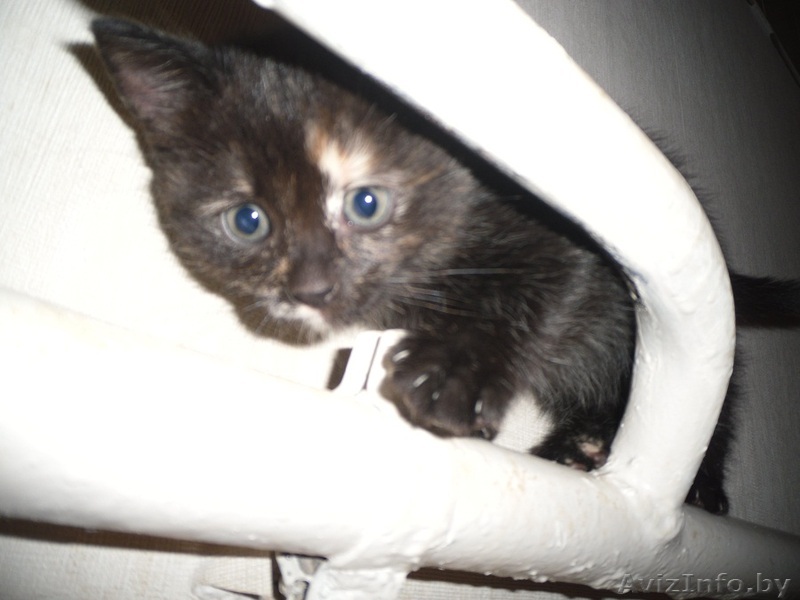 Дарим очаровательных котят,приученных к лотку - Изображение #1, Объявление #772739