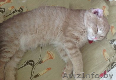 Замечательный шотландский котенок - Изображение #1, Объявление #876791