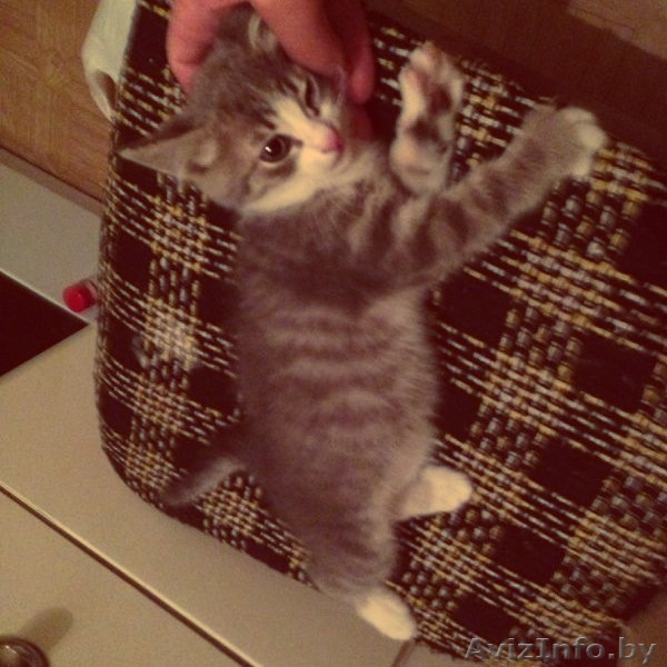 Маленький котенок ищет хозяев - Изображение #1, Объявление #923825