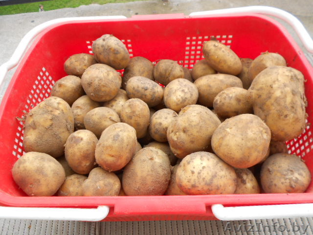 продам картофель оптом из белорусии - Изображение #1, Объявление #938364