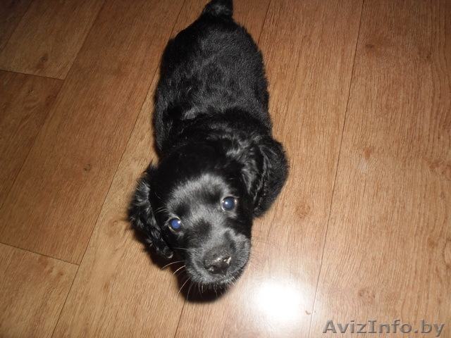 Продам щенка английского спаниеля - Изображение #1, Объявление #951658