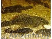Продажа сомов Анциструс - Изображение #1, Объявление #1001427