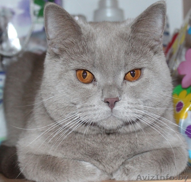 Британский кот ищет кошку для спаривания! - Изображение #1, Объявление #1096972