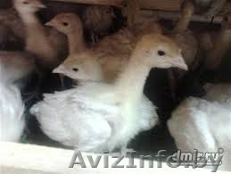 Индюшата бройлерные Big-6 - Изображение #1, Объявление #1088194