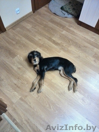 Дарю пятимесячного щенка - Изображение #1, Объявление #1136421