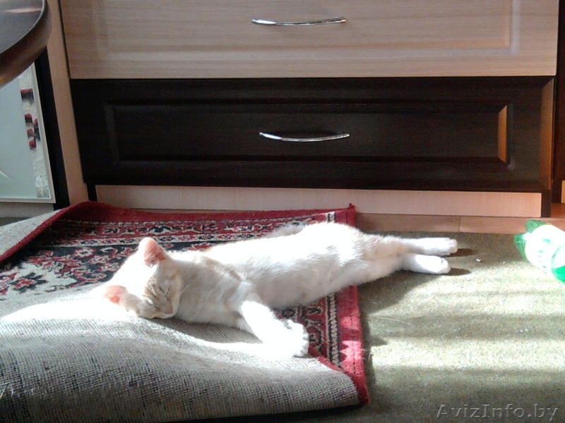 дарю котенка в добрые руки - Изображение #1, Объявление #1148556