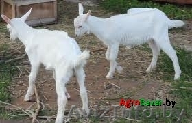 Зааненские козлята - Изображение #1, Объявление #1145641