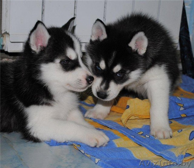  4 Щенки сибирского хаски  - Изображение #1, Объявление #1162163